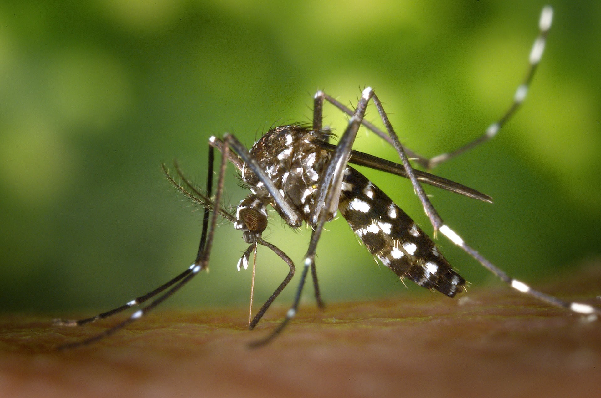 Identificados mosquitos da dengue e zika vírus em Lisboa