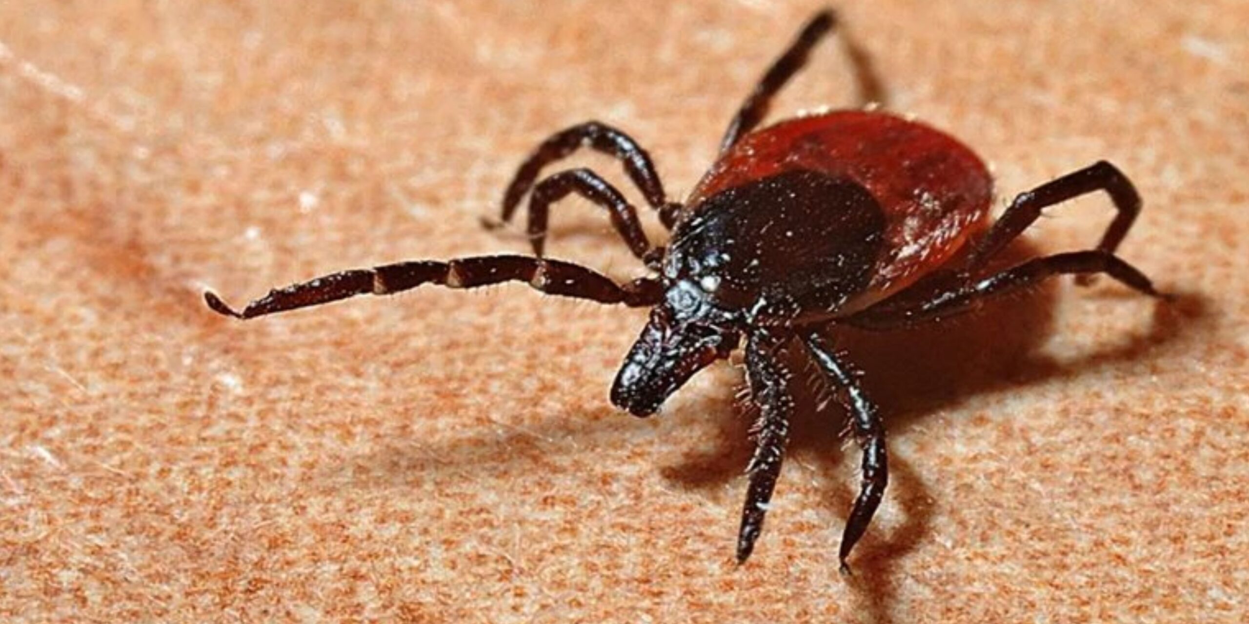 Primeiro Caso de Febre Hemorrágica da Crimeia-Congo Confirmado em Portugal