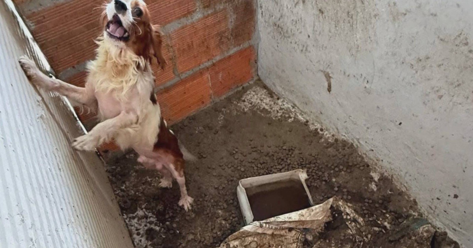 Horror em Amarante: 300 Cães Resgatados de “Fábrica” de Reprodução Ilegal e Clandestina