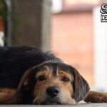 O que Diz a Lei Lusa Sobre Faltas por Assistência a Animais?