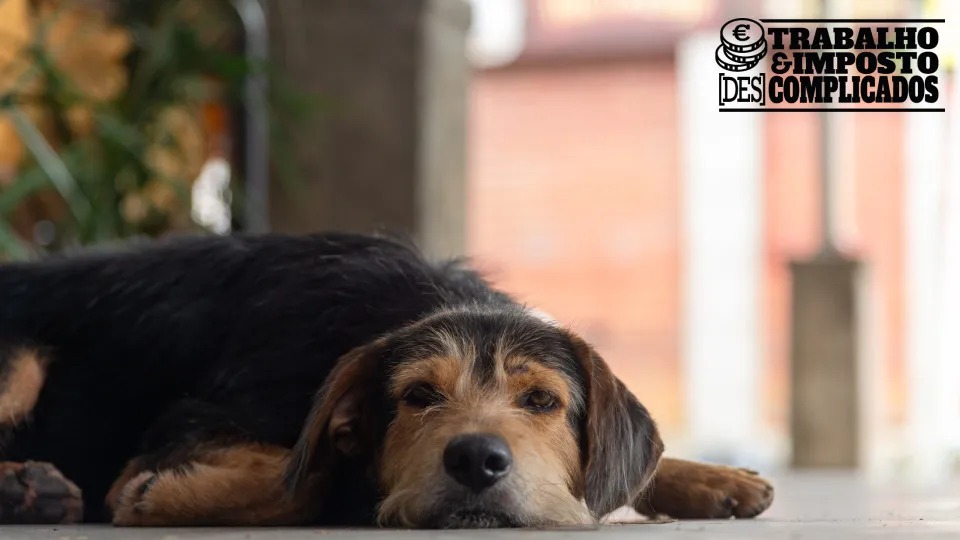 O que Diz a Lei Lusa Sobre Faltas por Assistência a Animais?