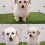 O Último Capítulo de uma Vida: A História da Frufru e o Apelo à Adoção de Cães Seniores em Coimbra