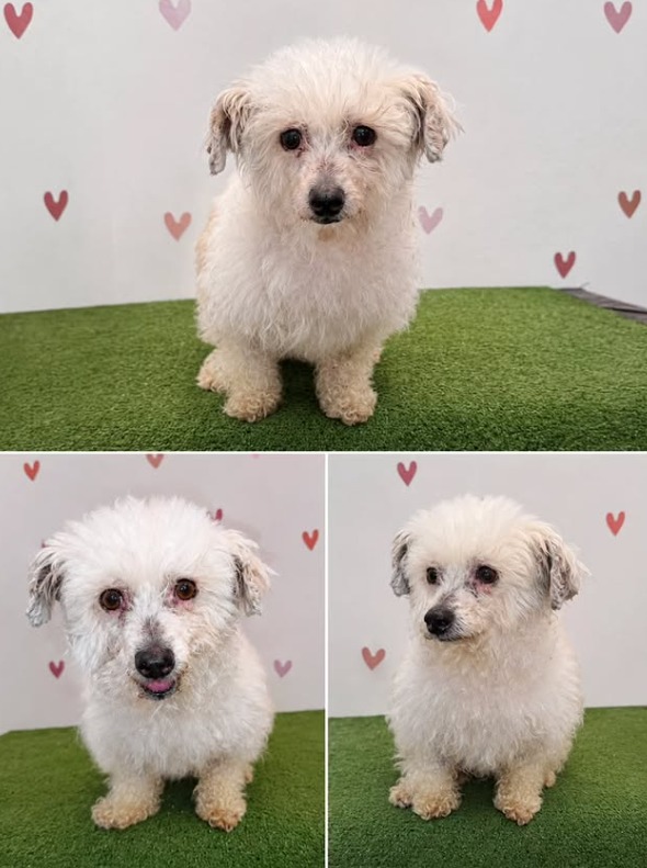 O Último Capítulo de uma Vida: A História da Frufru e o Apelo à Adoção de Cães Seniores em Coimbra