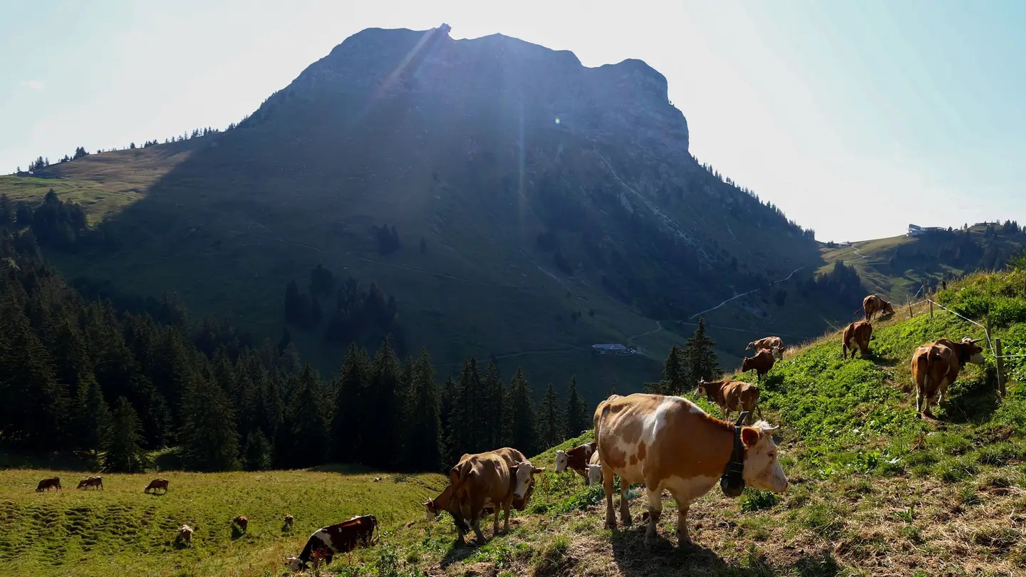 Seca Severa na Suíça: Exército Usa Helicópteros para Levar Água às Vacas nos Alpes