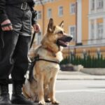 Operação “Falcão”: Polícia Judiciária Detém Dois Trabalhadores por Tráfico de Cocaína no Aeroporto de Lisboa