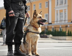 Operação “Falcão”: Polícia Judiciária Detém Dois Trabalhadores por Tráfico de Cocaína no Aeroporto de Lisboa