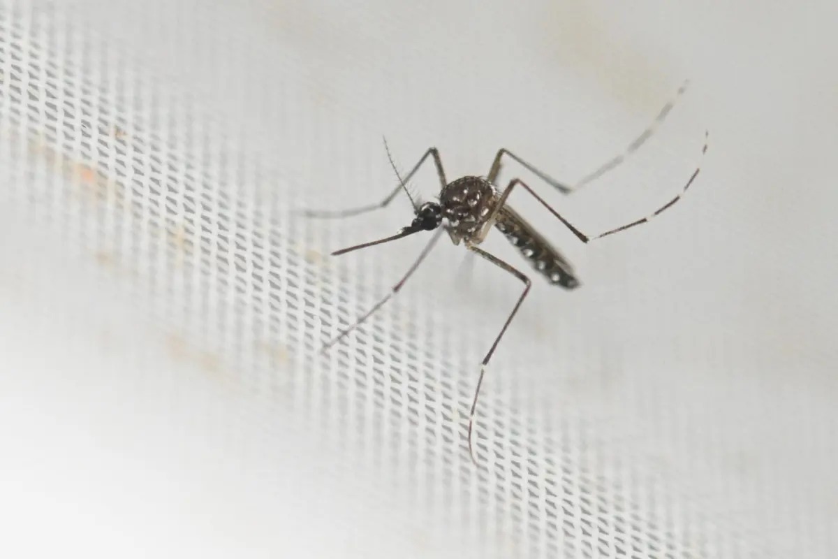 Mosquito Transmissor de Dengue, Zika e Chikungunya Detetado em Castelo Branco