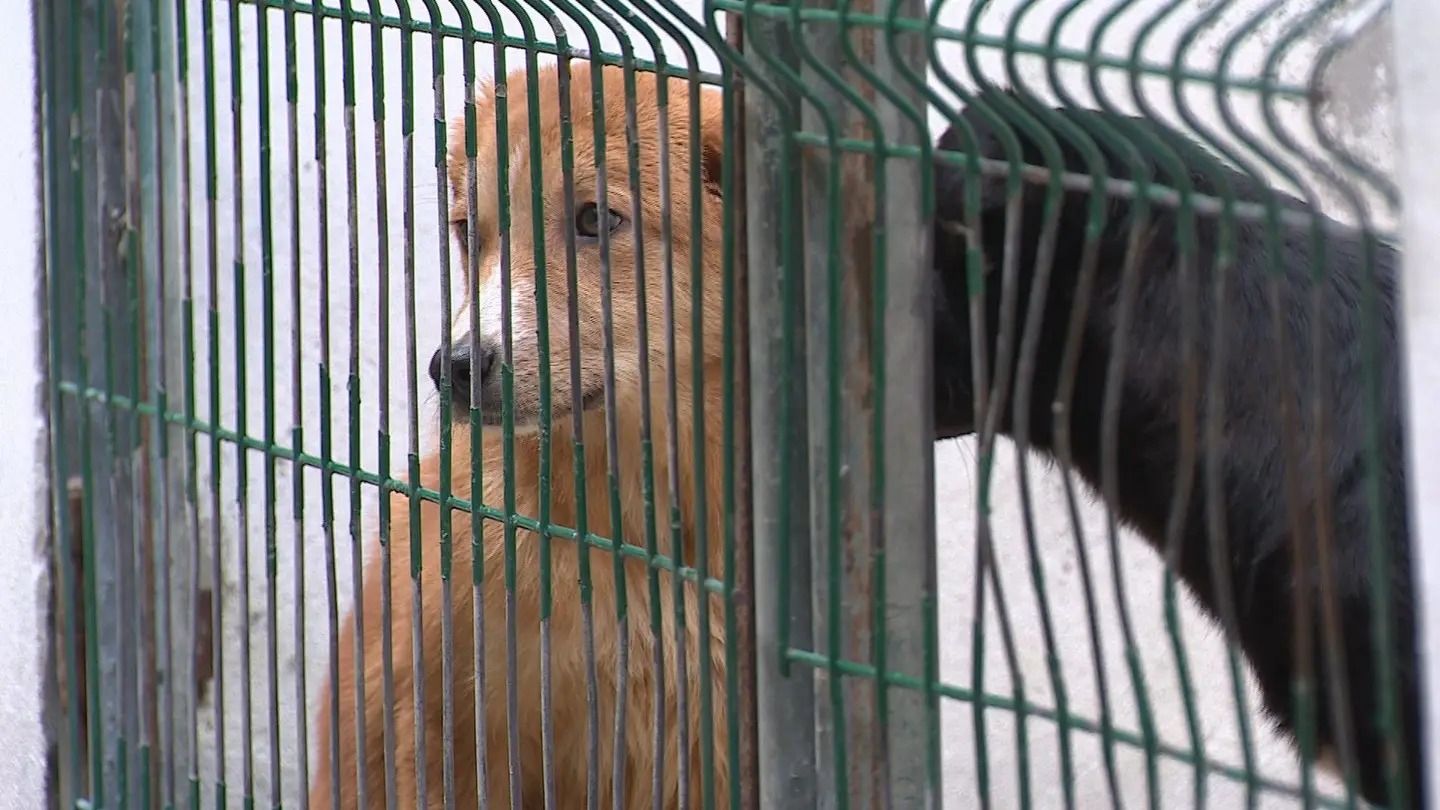 Bem-Estar Animal: Parlamento Aprova Proibição de Acorrentar e Deixar Animais em Varandas de Forma Permanente